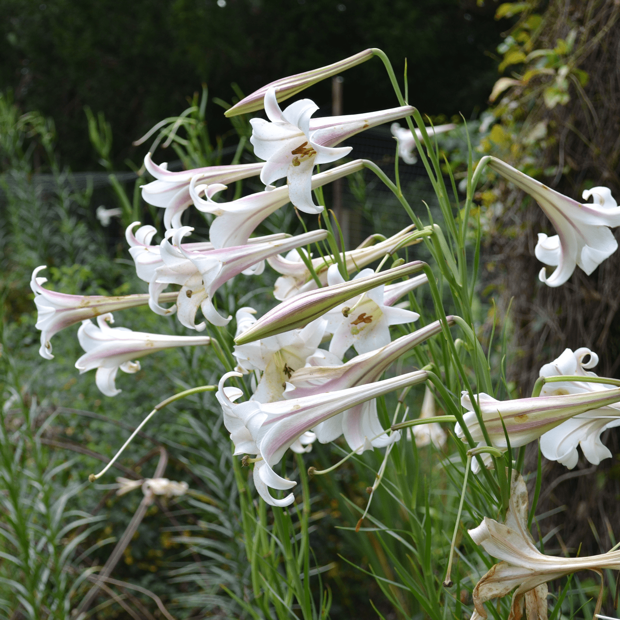 Formosa Lily Seeds (Lilium formosanum) - Shop-orias