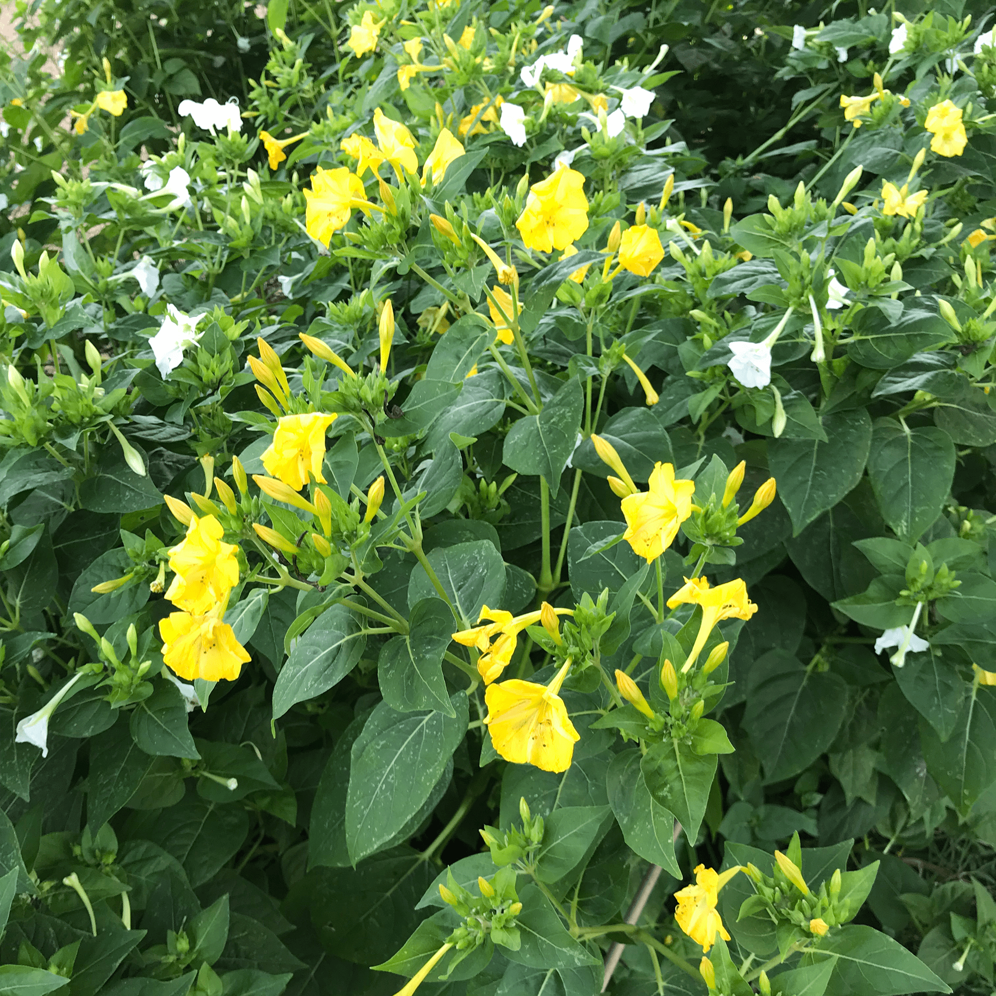 Four O'Clock Seeds (Mirabilis jalapa) - Shop-orias