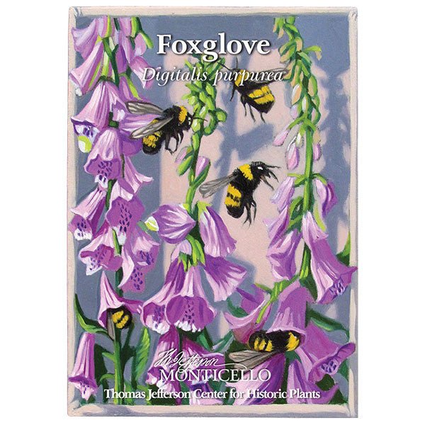 Foxglove Seeds (Digitalis purpurea) - Shop-orias