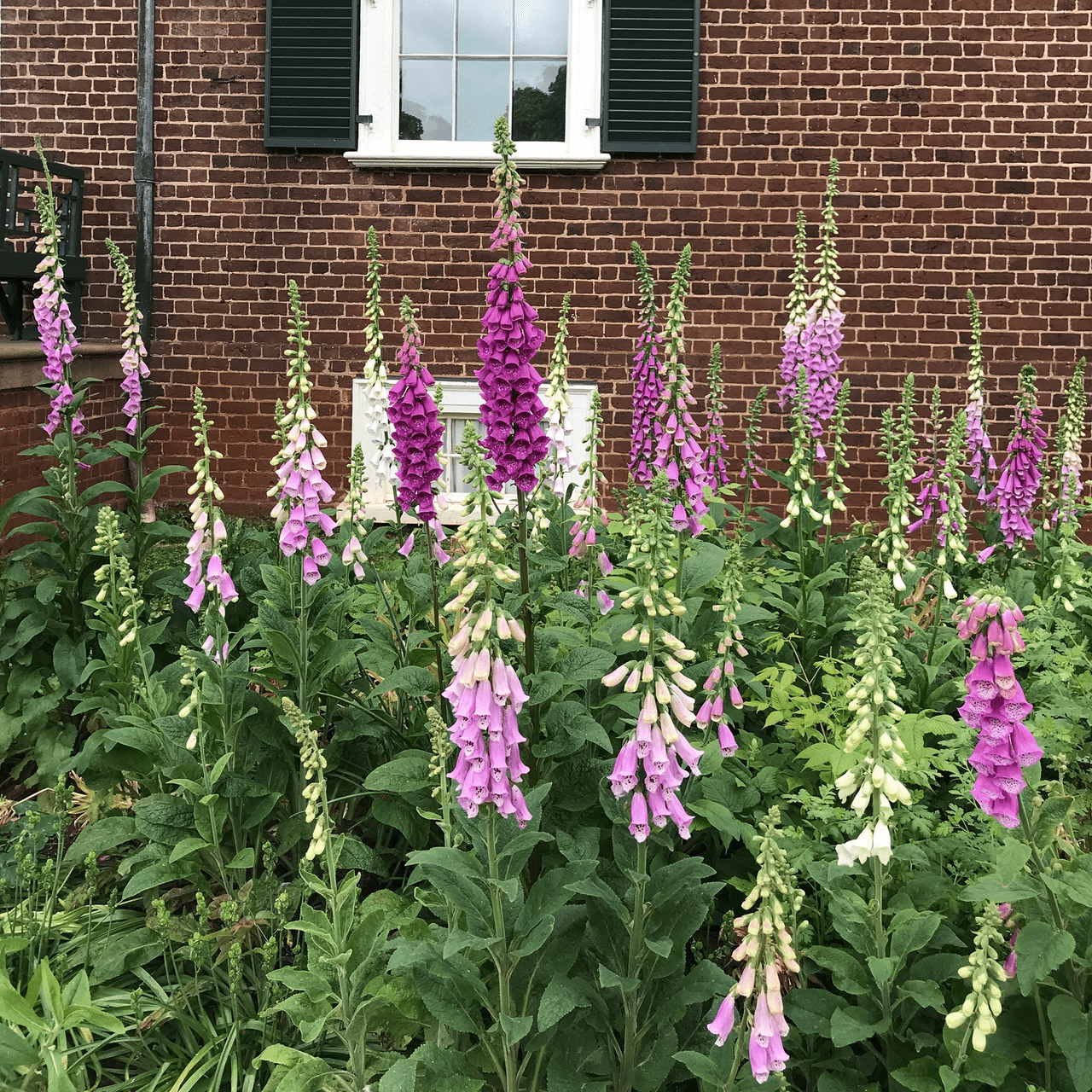 Foxglove Seeds (Digitalis purpurea) - Shop-orias