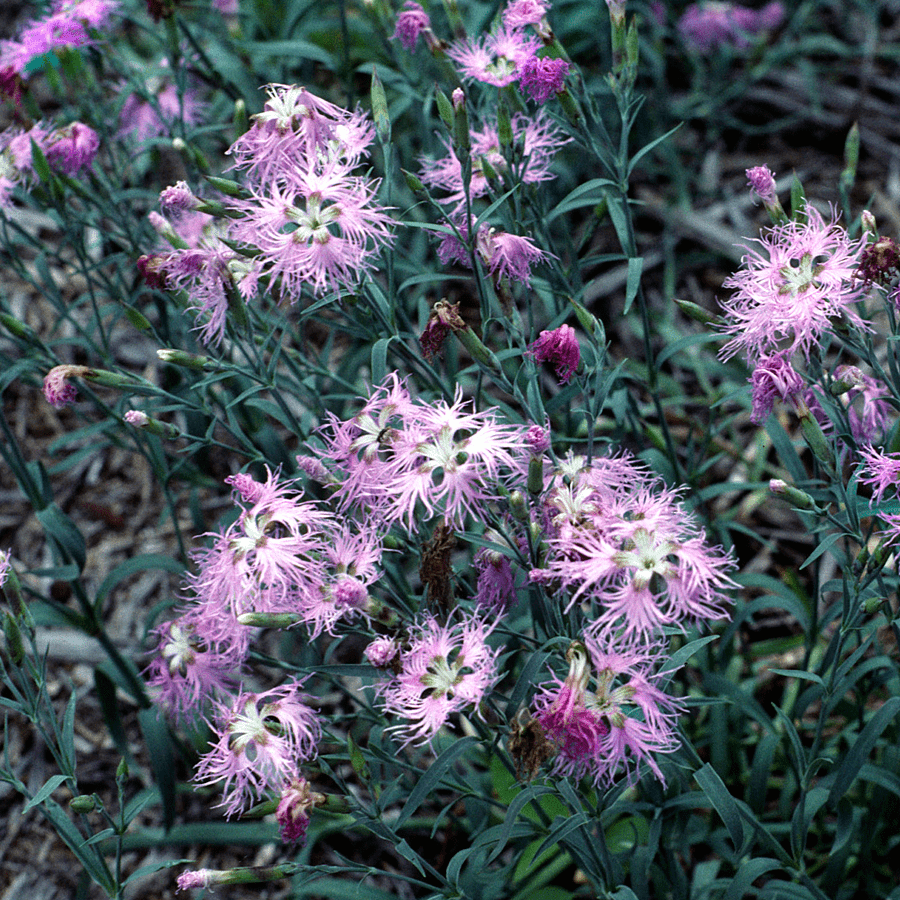 Fringed Pink Seeds (Dianthus superbus) - Shop-orias