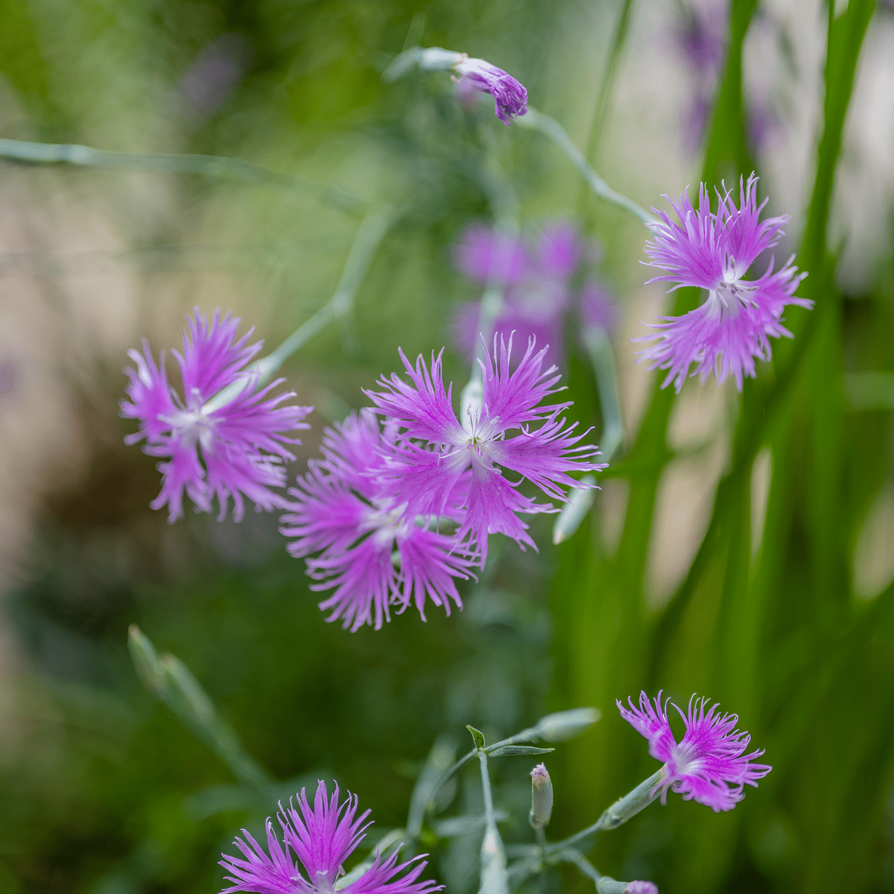 Fringed Pink Seeds (Dianthus superbus) - Shop-orias