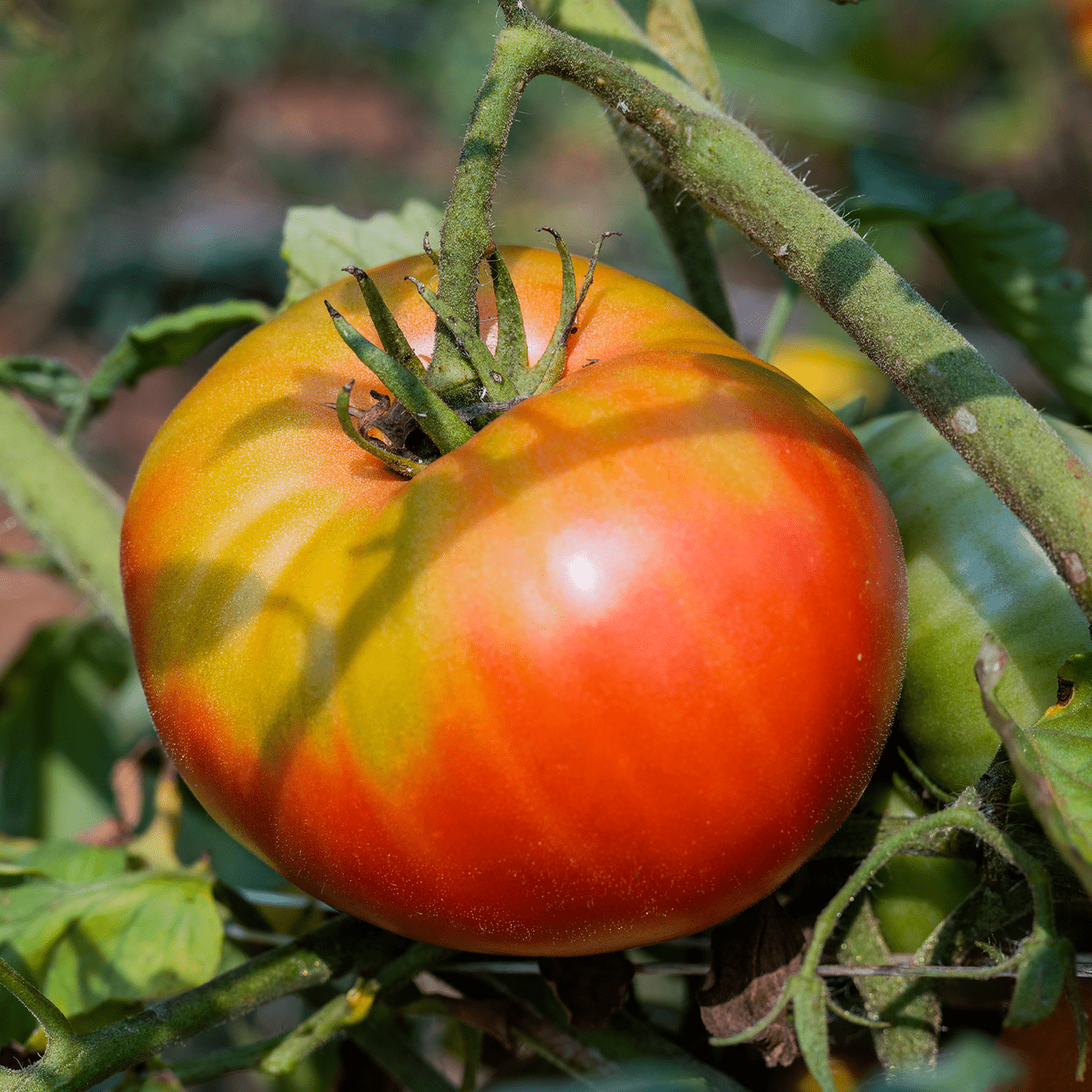 German Johnson Tomato Seeds (Solanum lycopersicum cv.) - Shop-orias