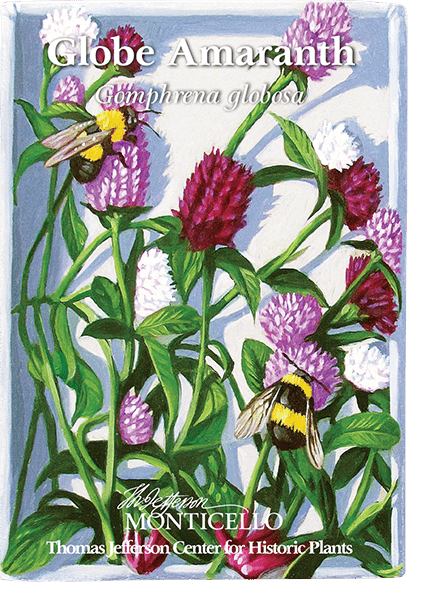 Globe Amaranth Seeds (Gomphrena globosa) - Shop-orias