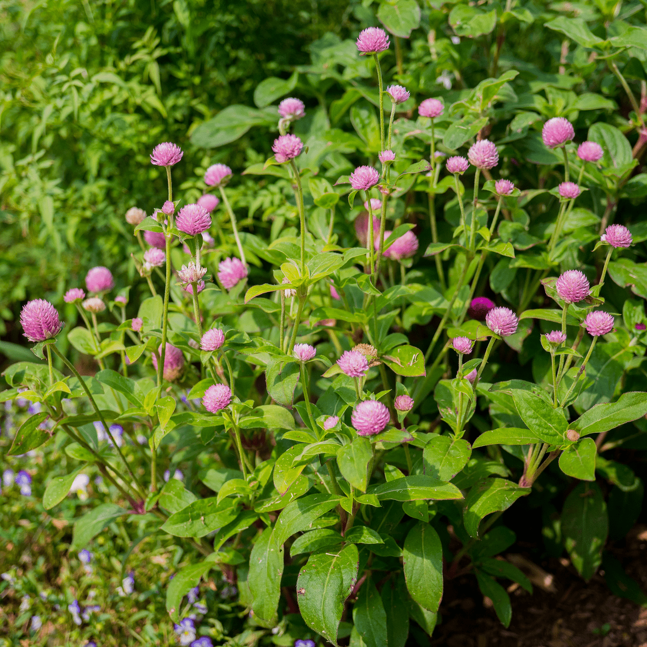 Globe Amaranth Seeds (Gomphrena globosa) - Shop-orias