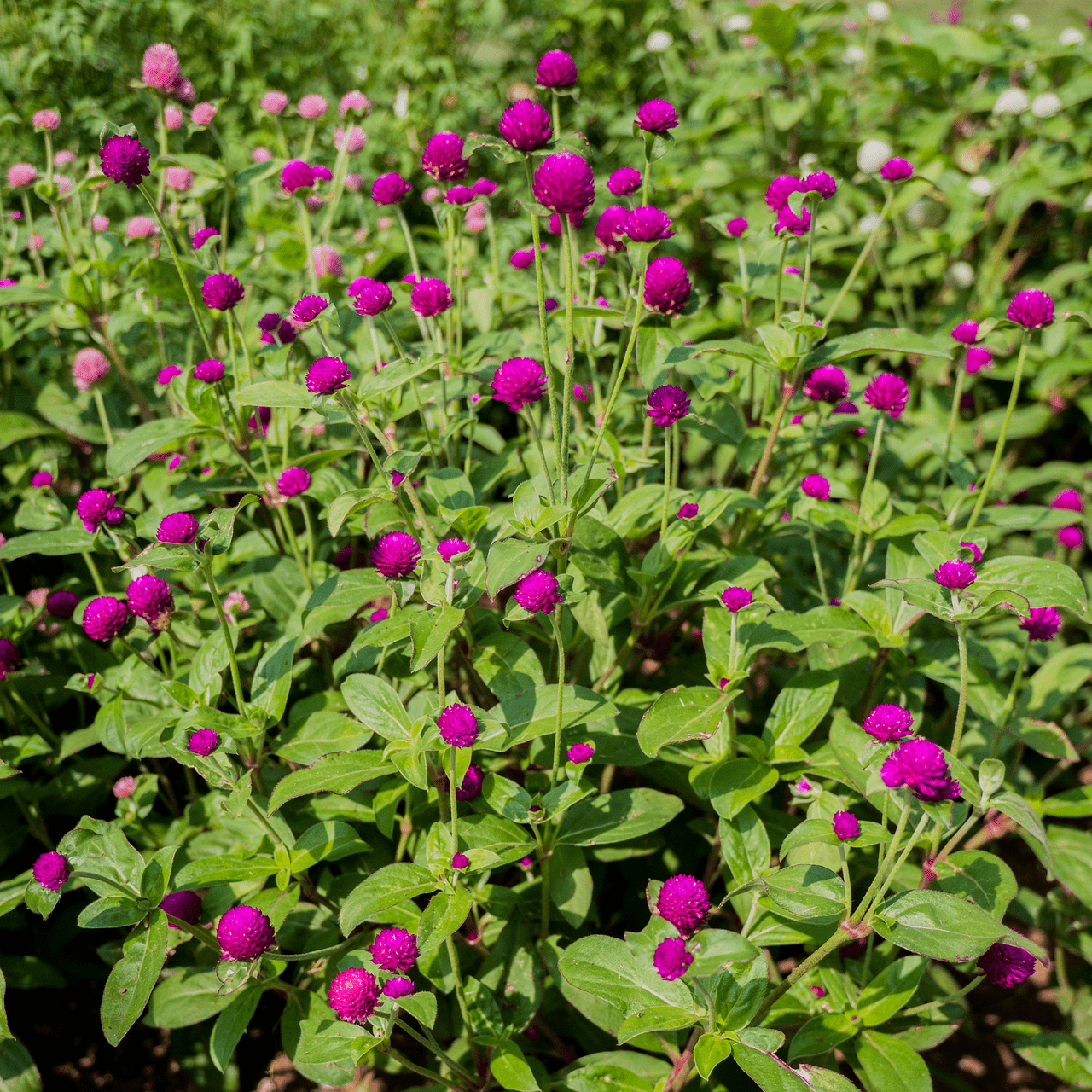 Globe Amaranth Seeds (Gomphrena globosa) - Shop-orias
