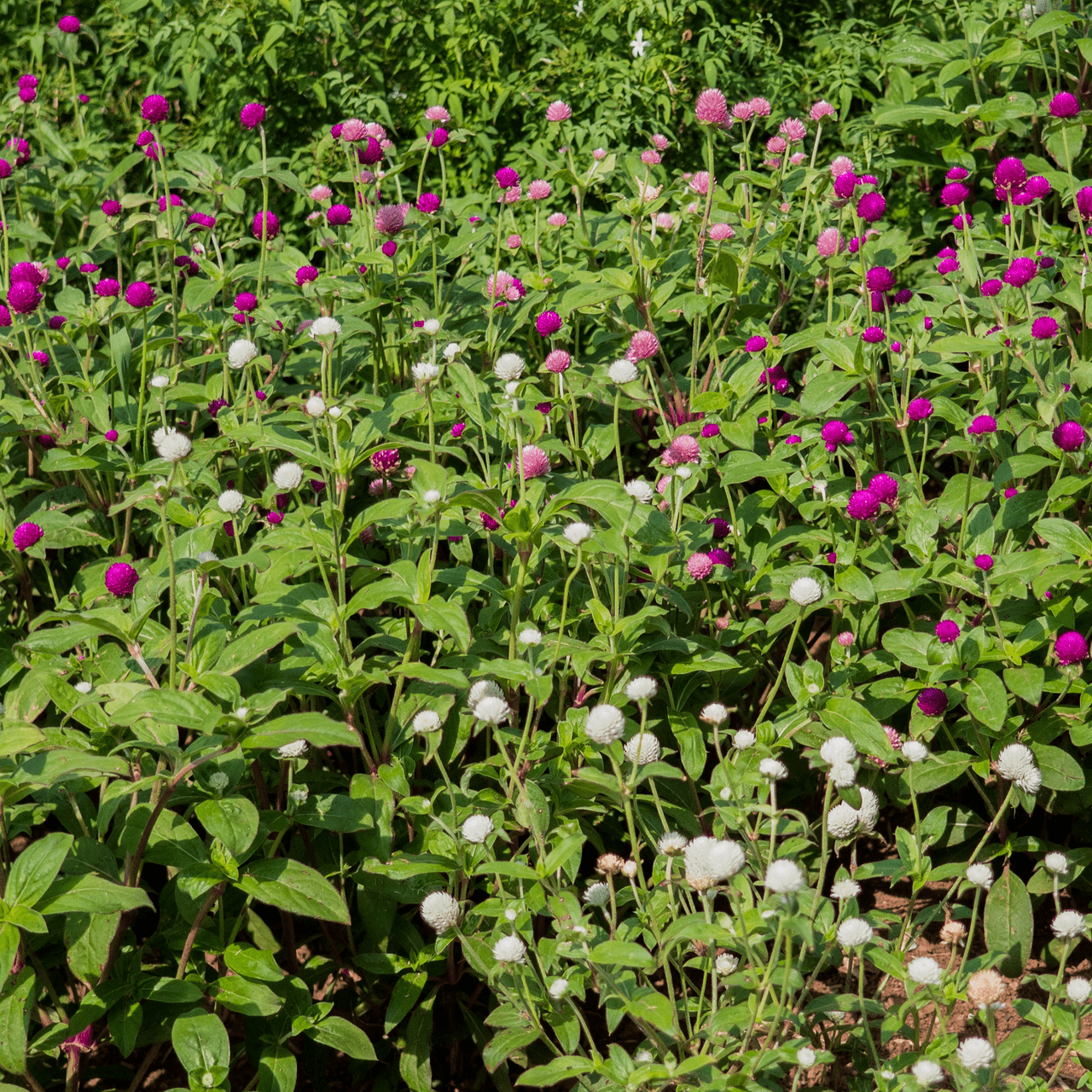 Globe Amaranth Seeds (Gomphrena globosa) - Shop-orias
