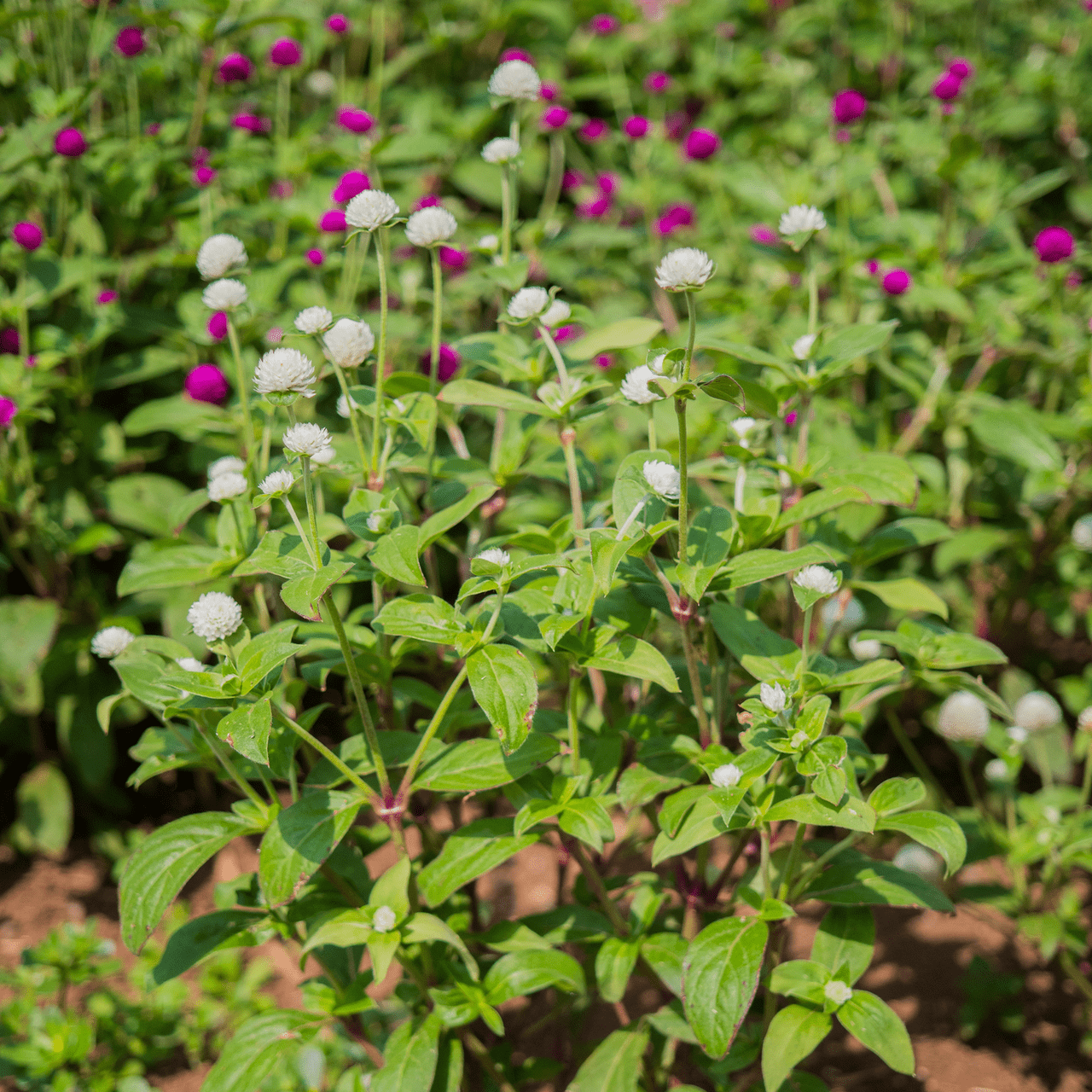 Globe Amaranth Seeds (Gomphrena globosa) - Shop-orias