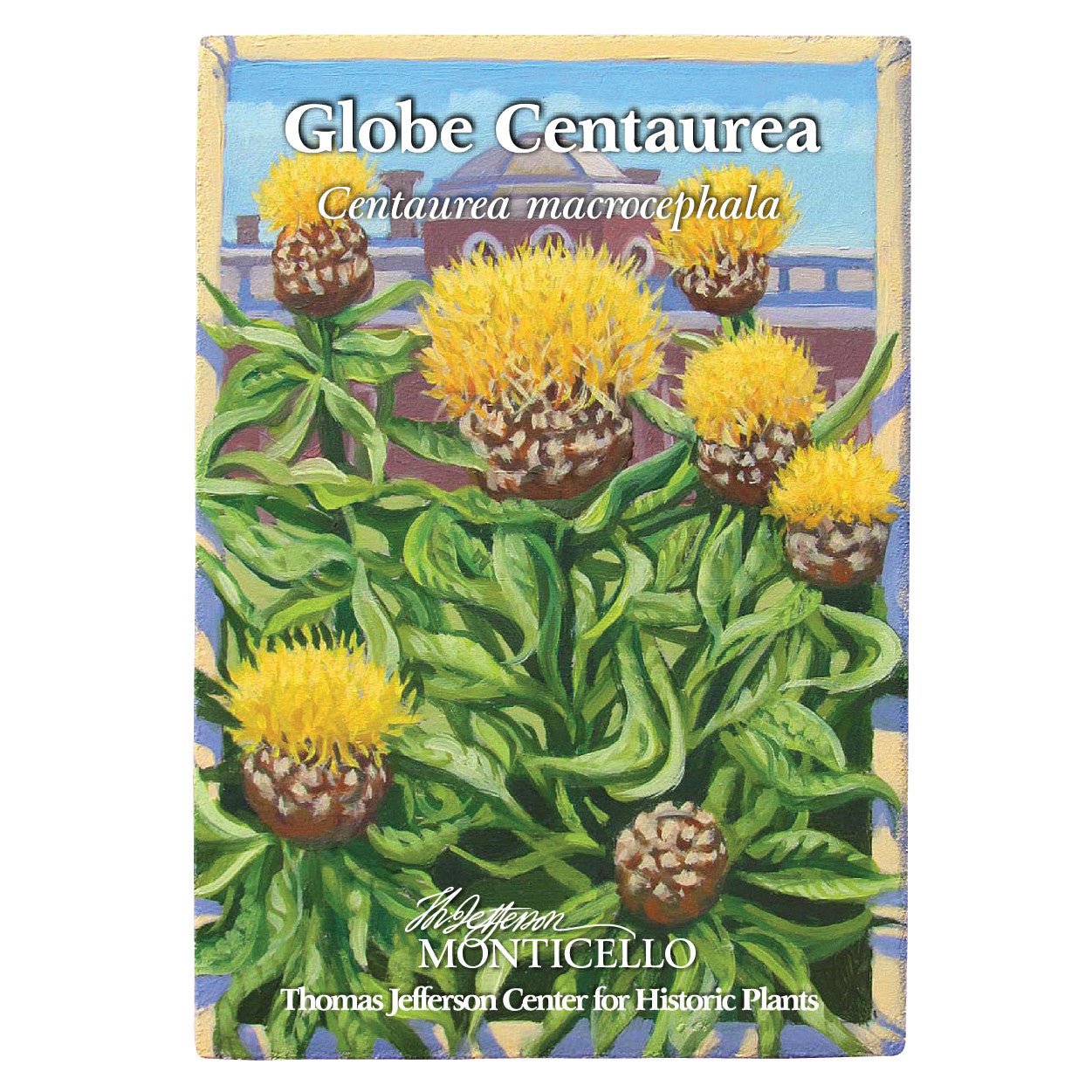 Globe Centaurea Seeds (Centaurea macrocephala) - Shop-orias
