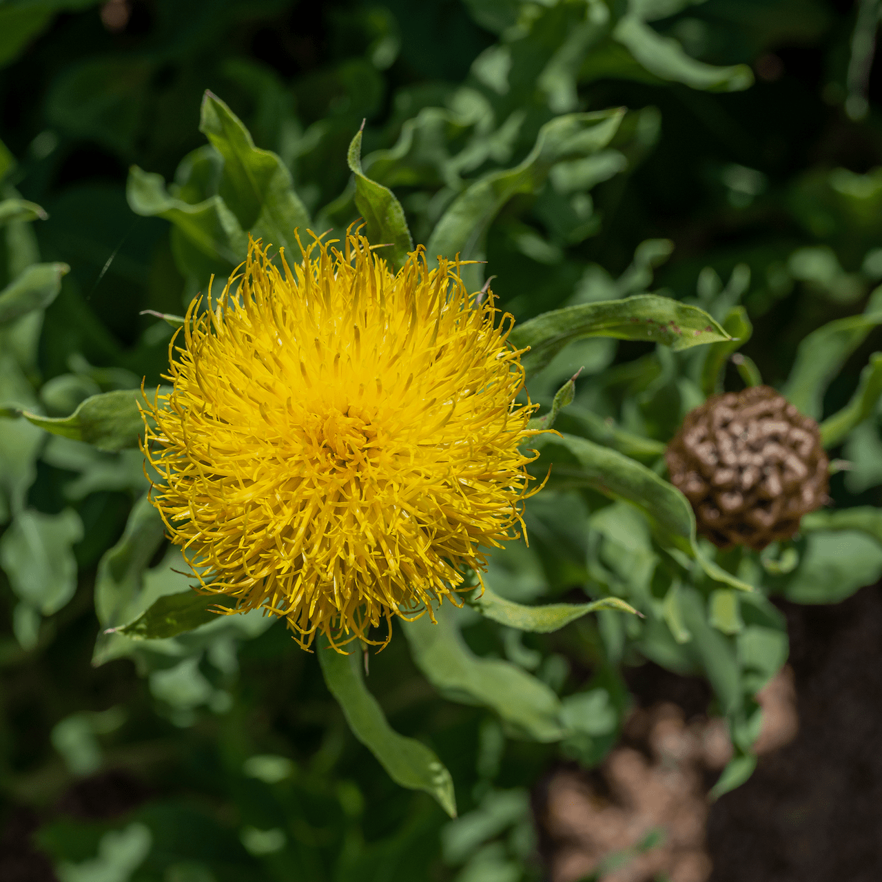 Globe Centaurea Seeds (Centaurea macrocephala) - Shop-orias
