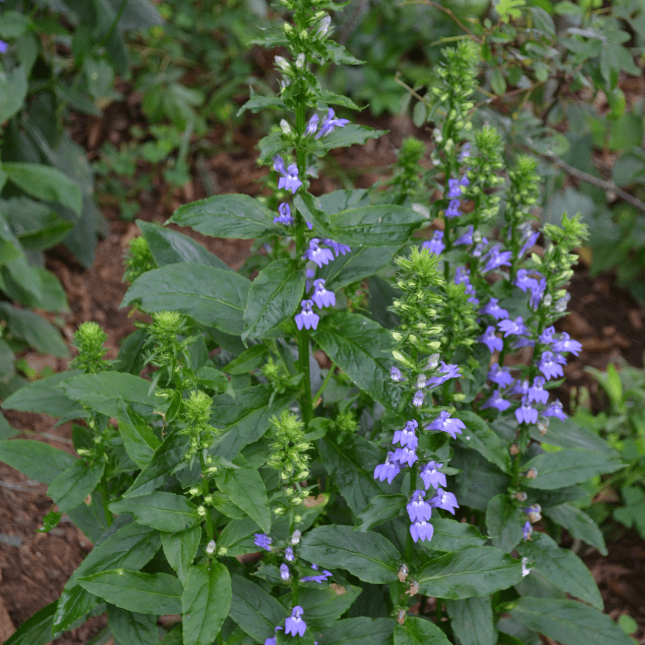 Great Blue Lobelia Seeds (Lobelia siphilitica) - Shop-orias