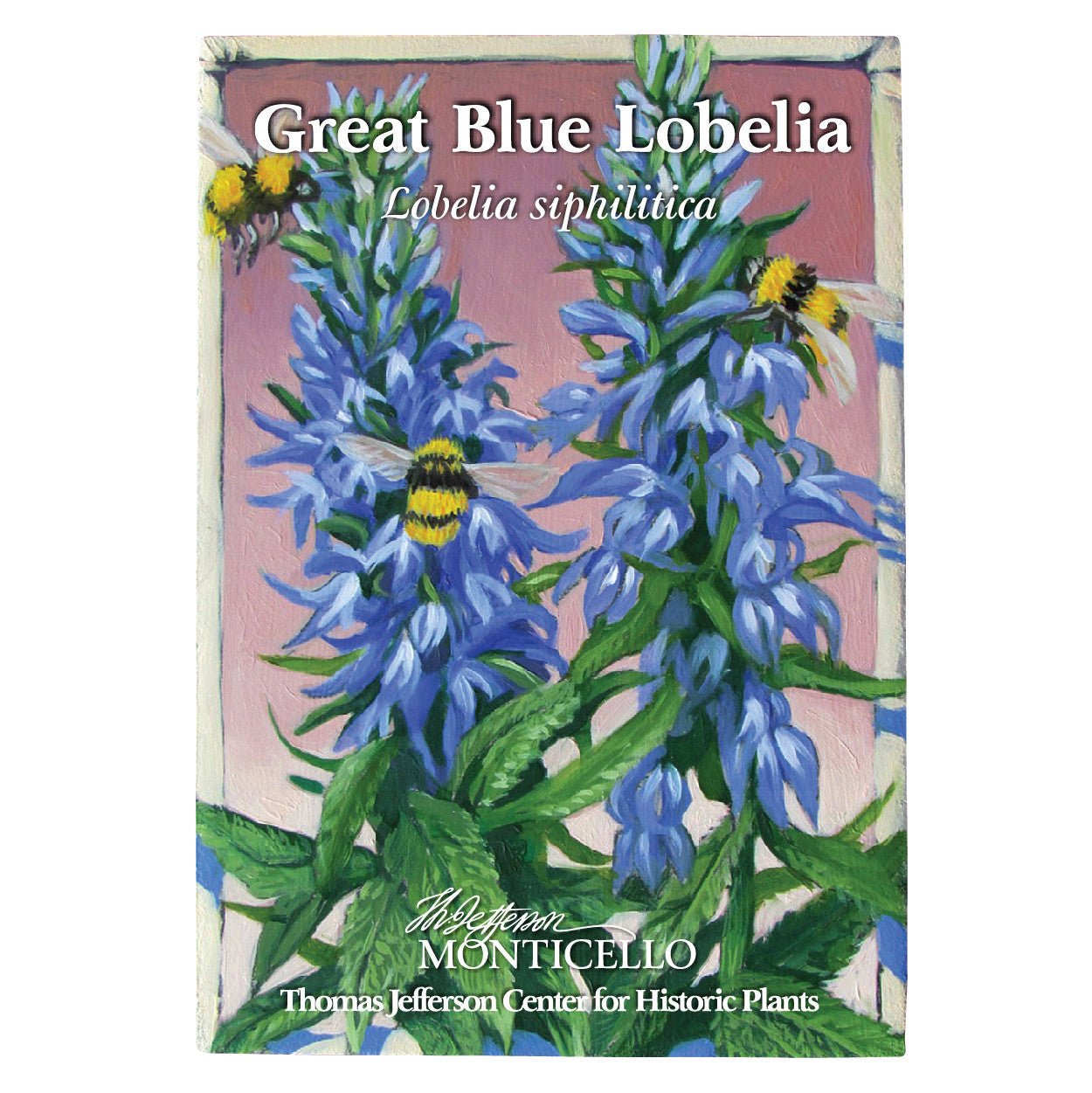Great Blue Lobelia Seeds (Lobelia siphilitica) - Shop-orias