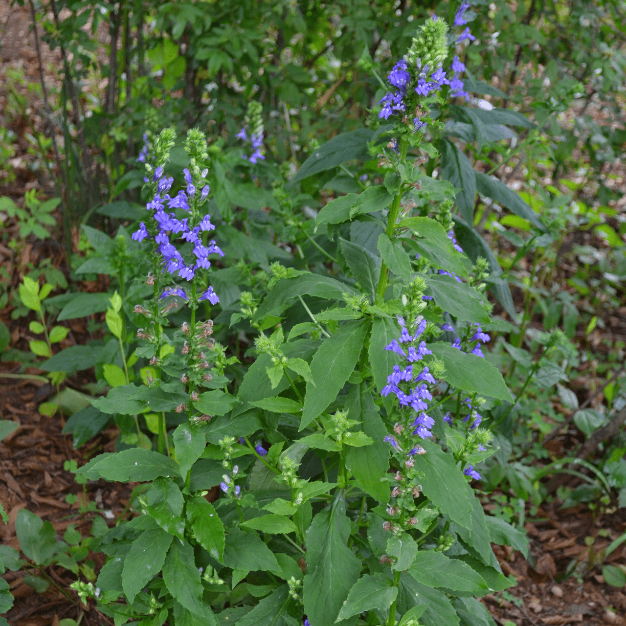 Great Blue Lobelia Seeds (Lobelia siphilitica) - Shop-orias