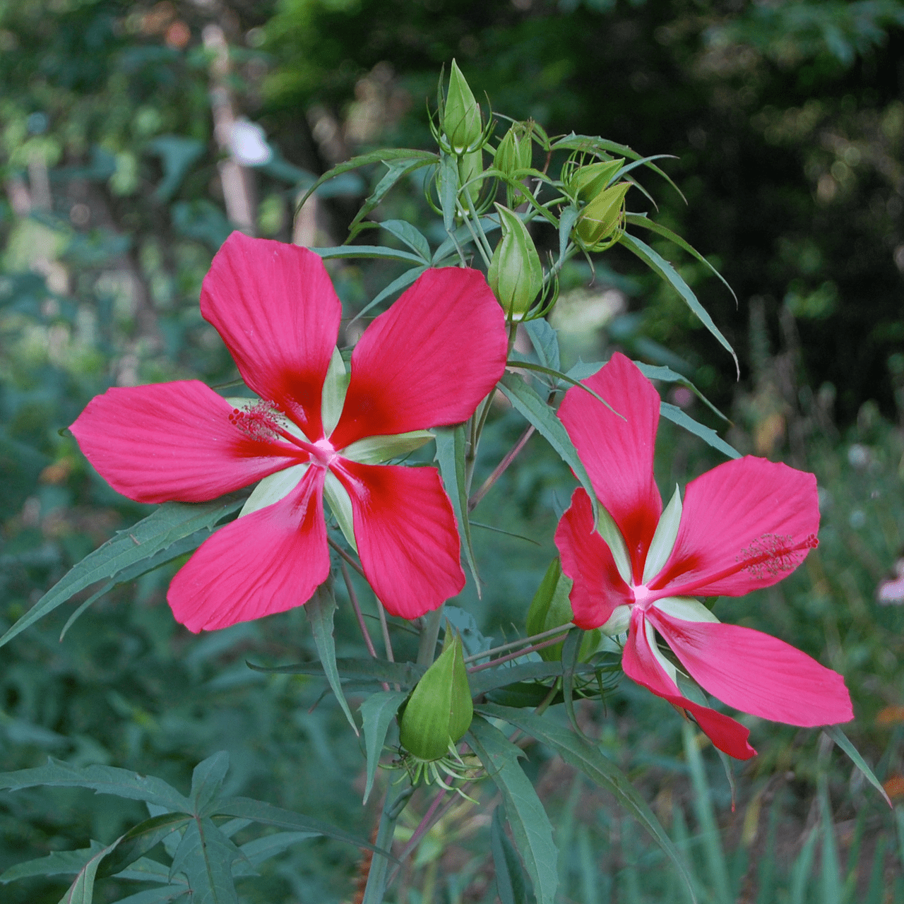 Great Red Hibiscus Seeds from Monticello (Hibiscus coccineus) - Shop-orias