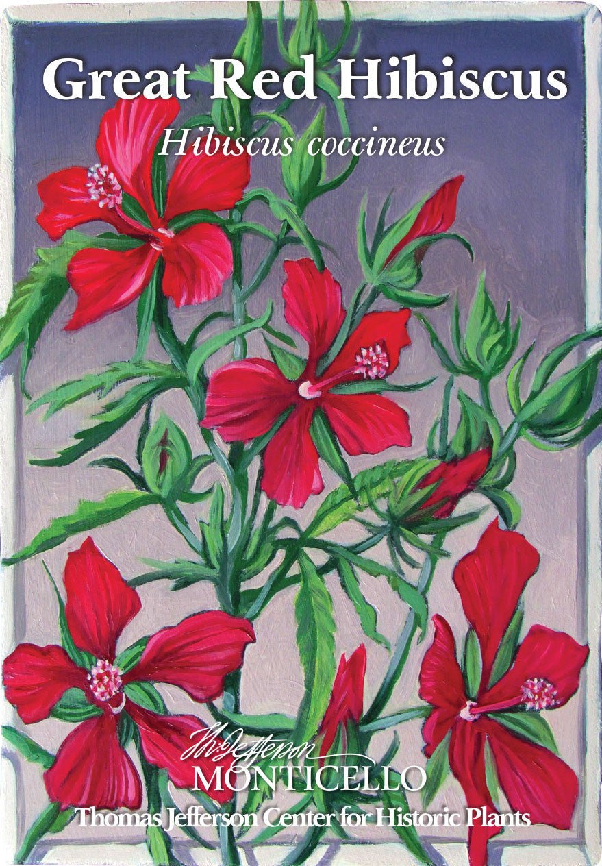 Great Red Hibiscus Seeds (Hibiscus coccineus) - Shop-orias
