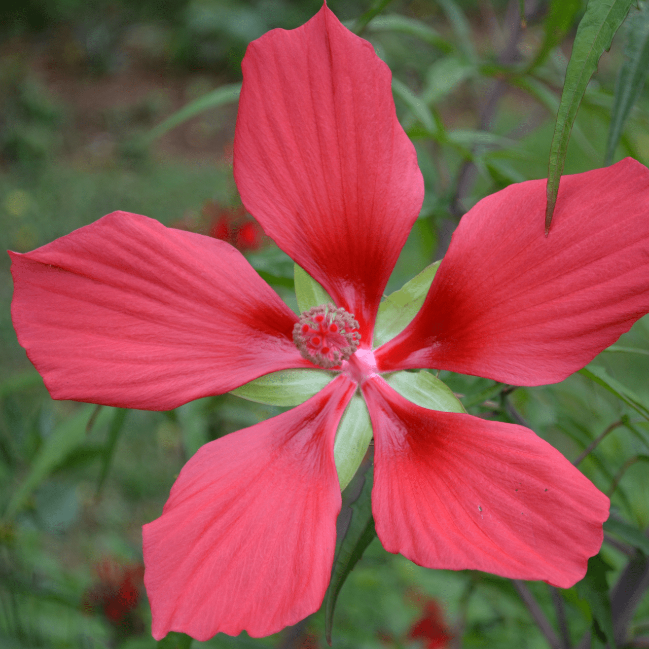 Great Red Hibiscus Seeds from Monticello (Hibiscus coccineus)