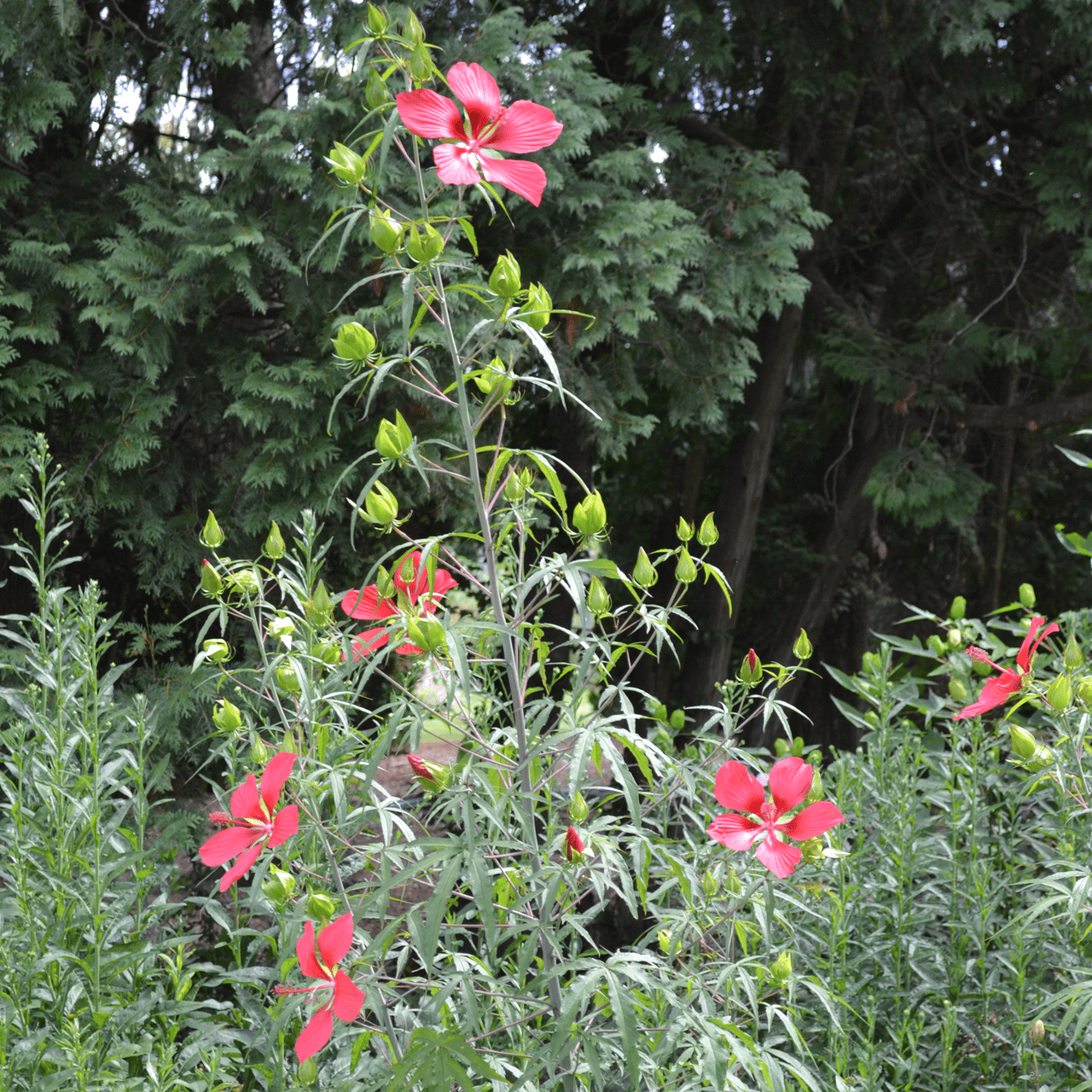 Great Red Hibiscus Seeds (Hibiscus coccineus) - Shop-orias