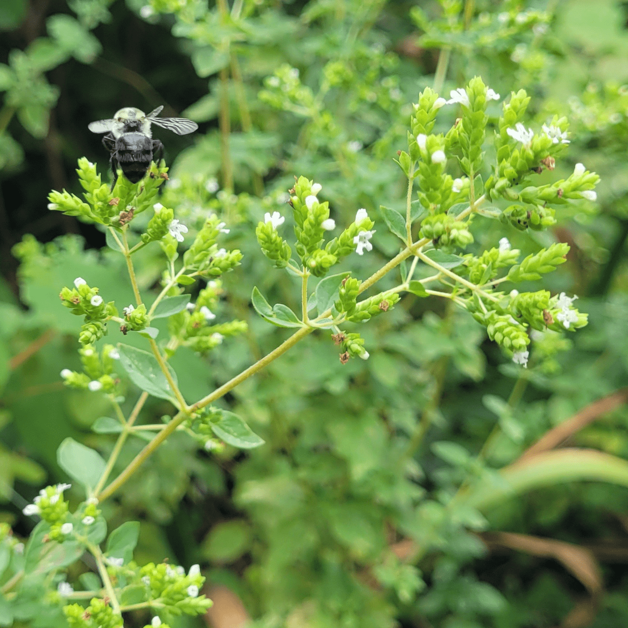 Greek Oregano Seeds (Origanum vulgare subsp. hirtum) - Shop-orias