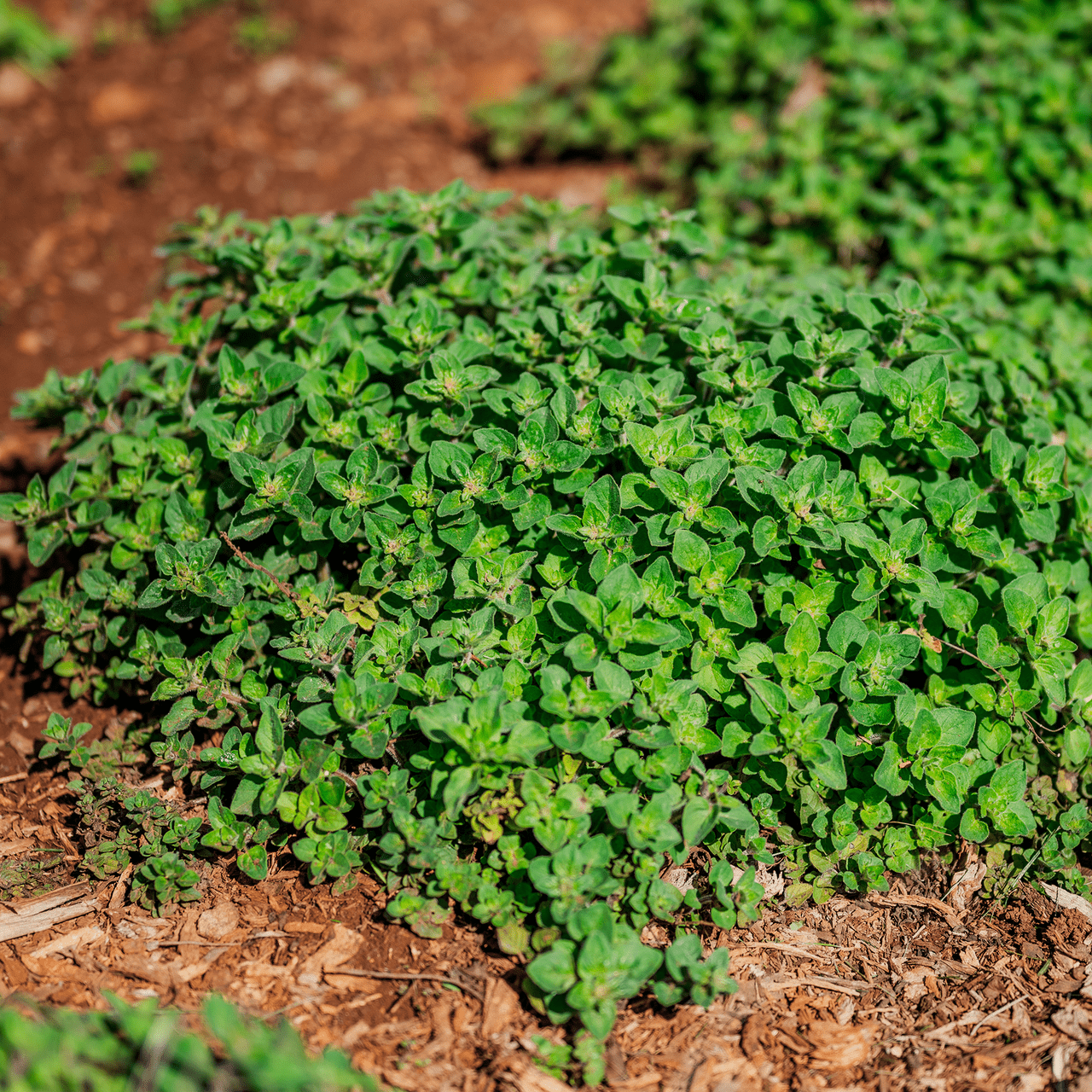 Greek Oregano Seeds (Origanum vulgare subsp. hirtum) - Shop-orias