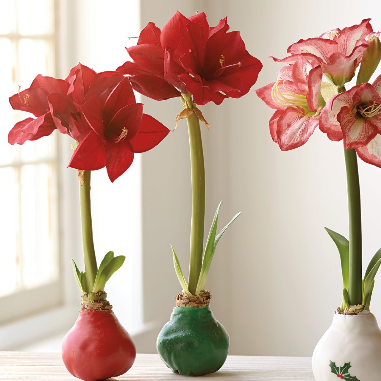 Green Wax Amaryllis Bulb - Shop-orias