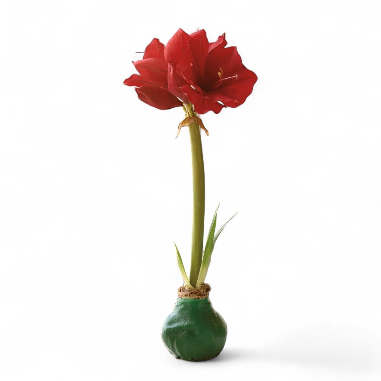 Green Wax Amaryllis Bulb - Shop-orias