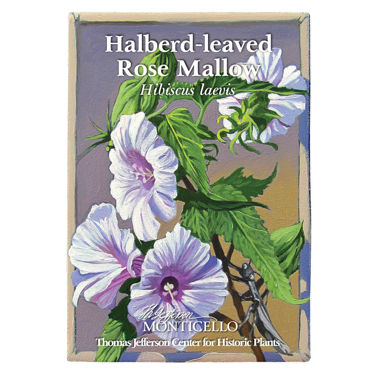 Halberd - leaved Rose Mallow Seeds (Hibiscus laevis) - Shop-orias