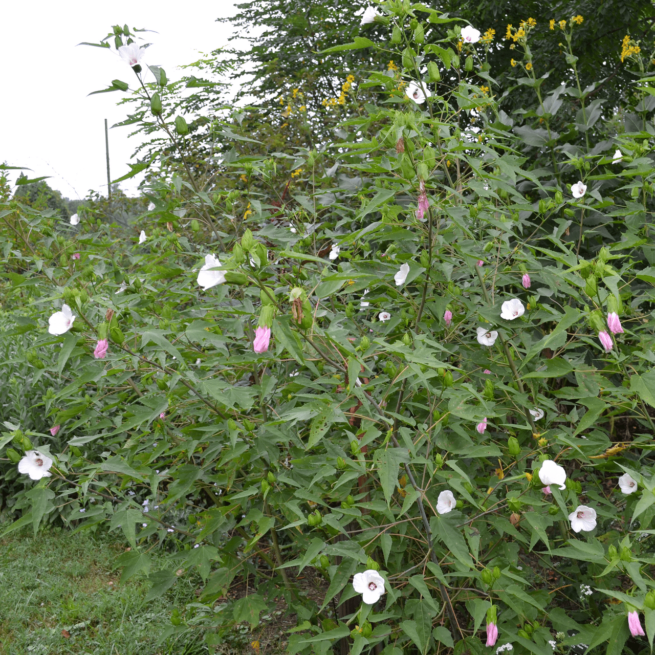Halberd - leaved Rose Mallow Seeds (Hibiscus laevis) - Shop-orias