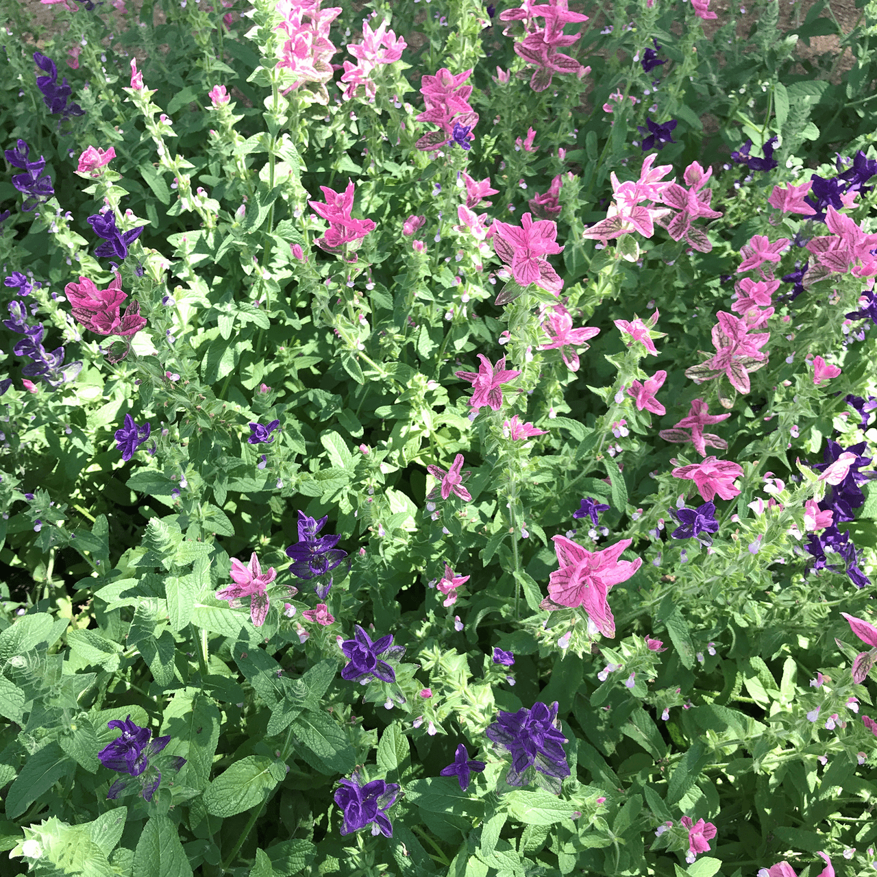 Horminum Sage Seeds (Salvia viridis) - Shop-orias