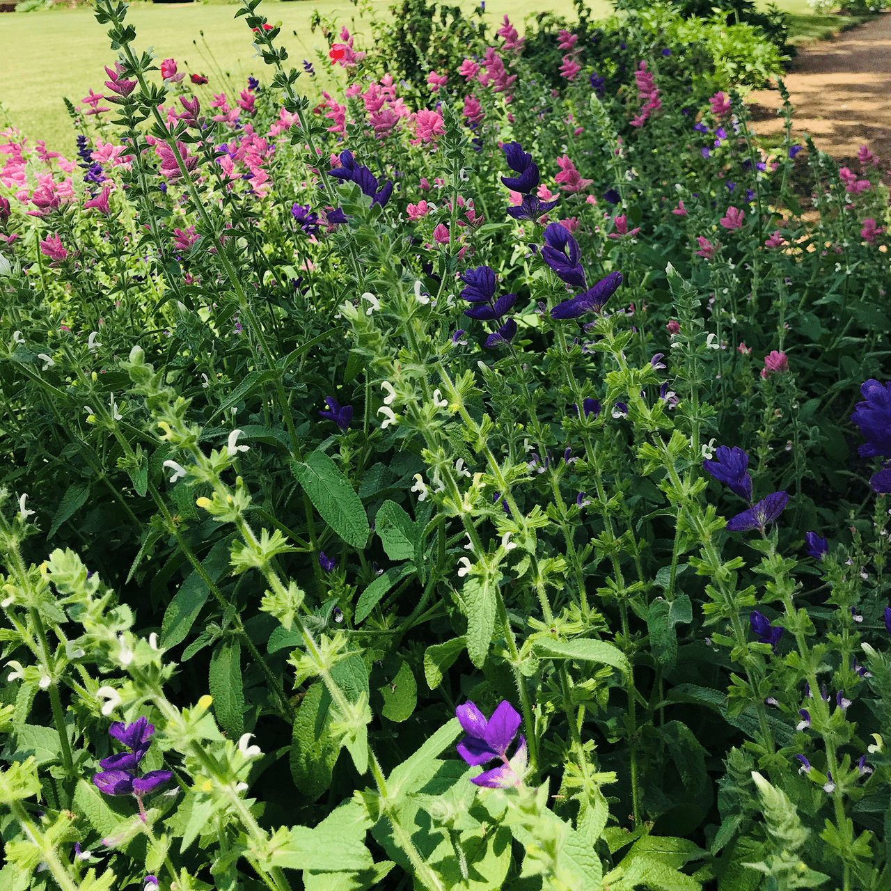 Horminum Sage Seeds (Salvia viridis) - Shop-orias