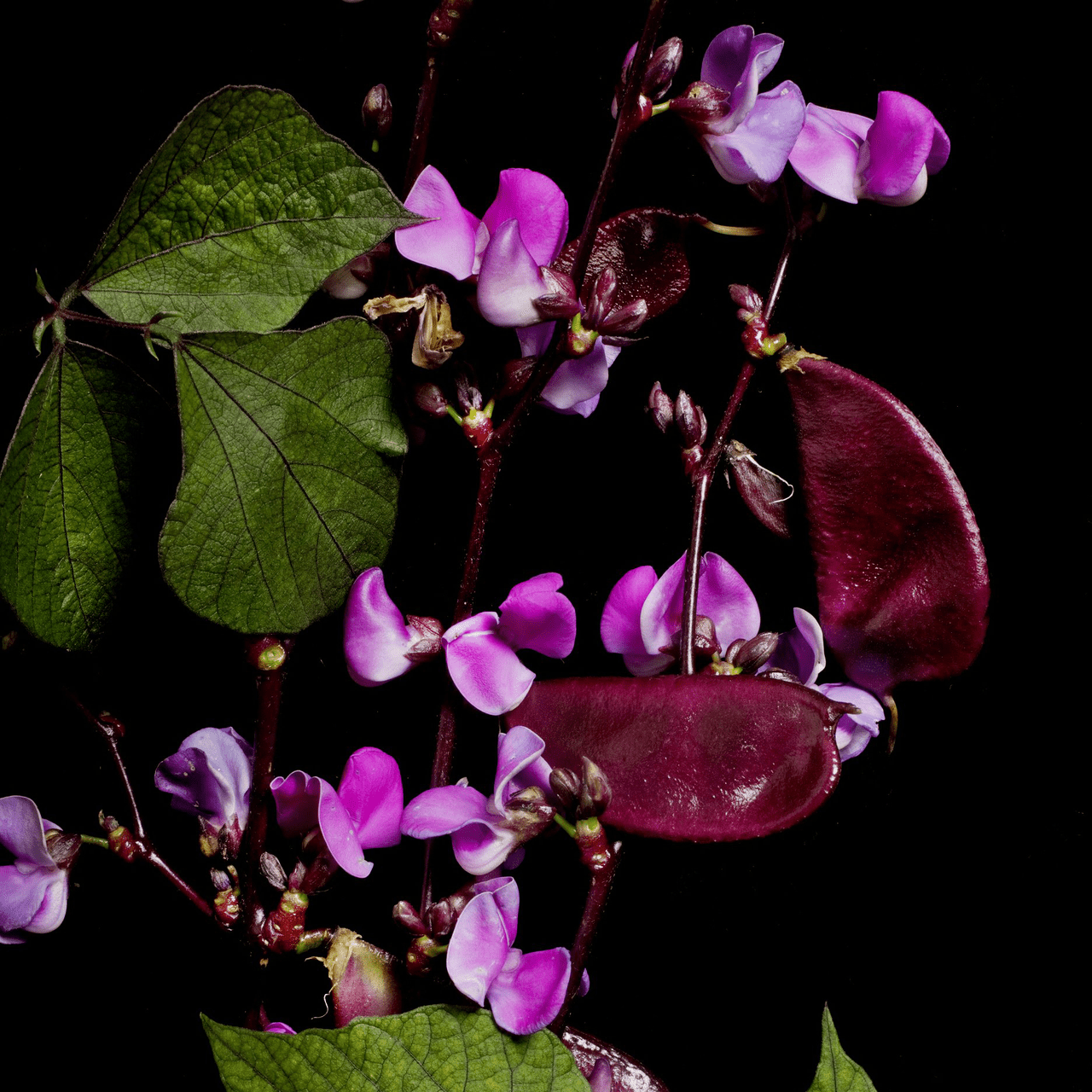 Hyacinth Bean Seeds (Dolichos lablab) - Shop-orias