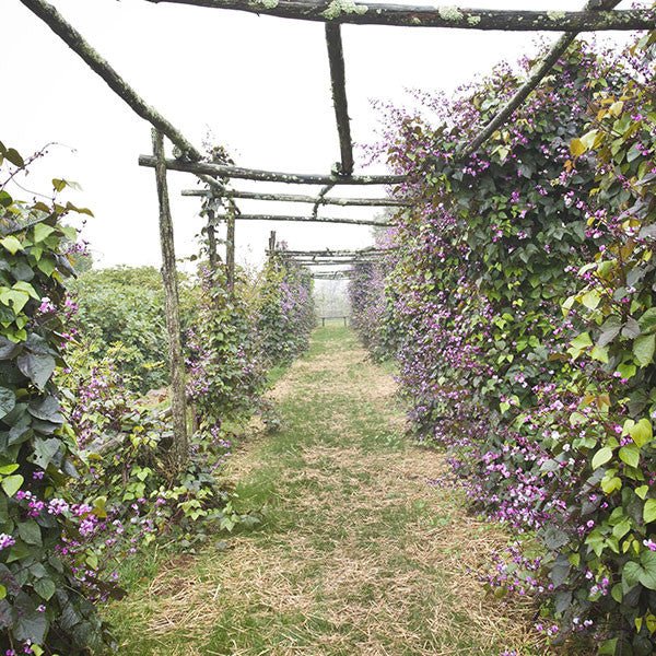 Hyacinth Bean Seeds (Dolichos lablab) - Shop-orias