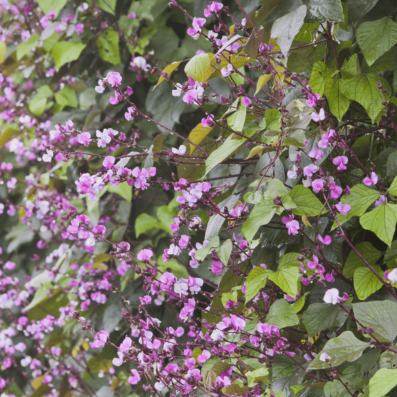 Hyacinth Bean Seeds (Dolichos lablab) - Shop-orias