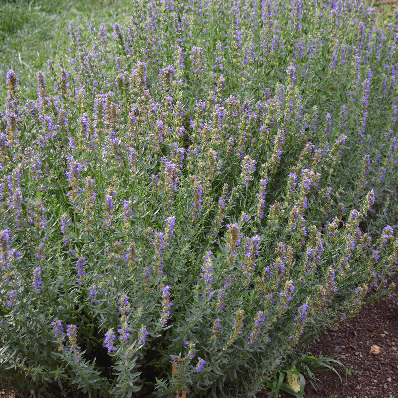 Hyssop Seeds (Hyssopus officinalis) - Shop-orias