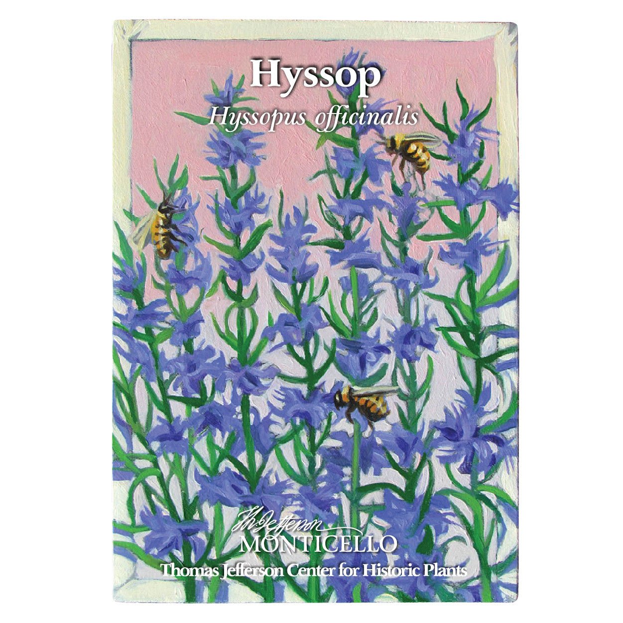 Hyssop Seeds (Hyssopus officinalis) - Shop-orias
