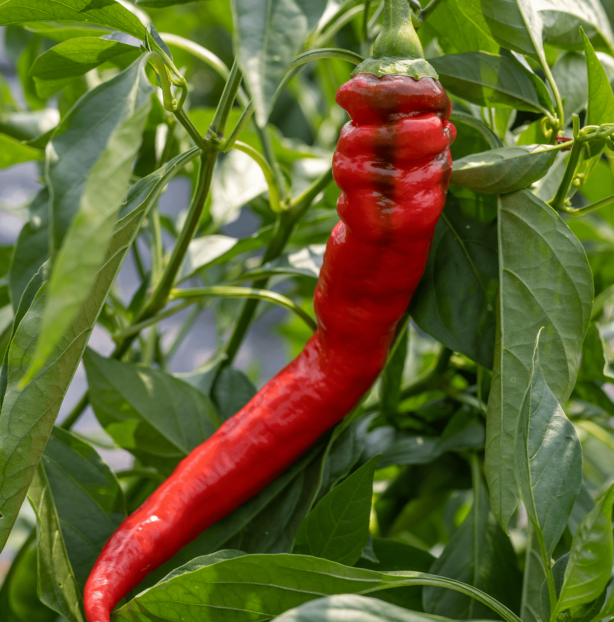 Jimmy Nardello's Sweet Pepper Seeds (Capsicum annuum var. annuum) - Shop-orias