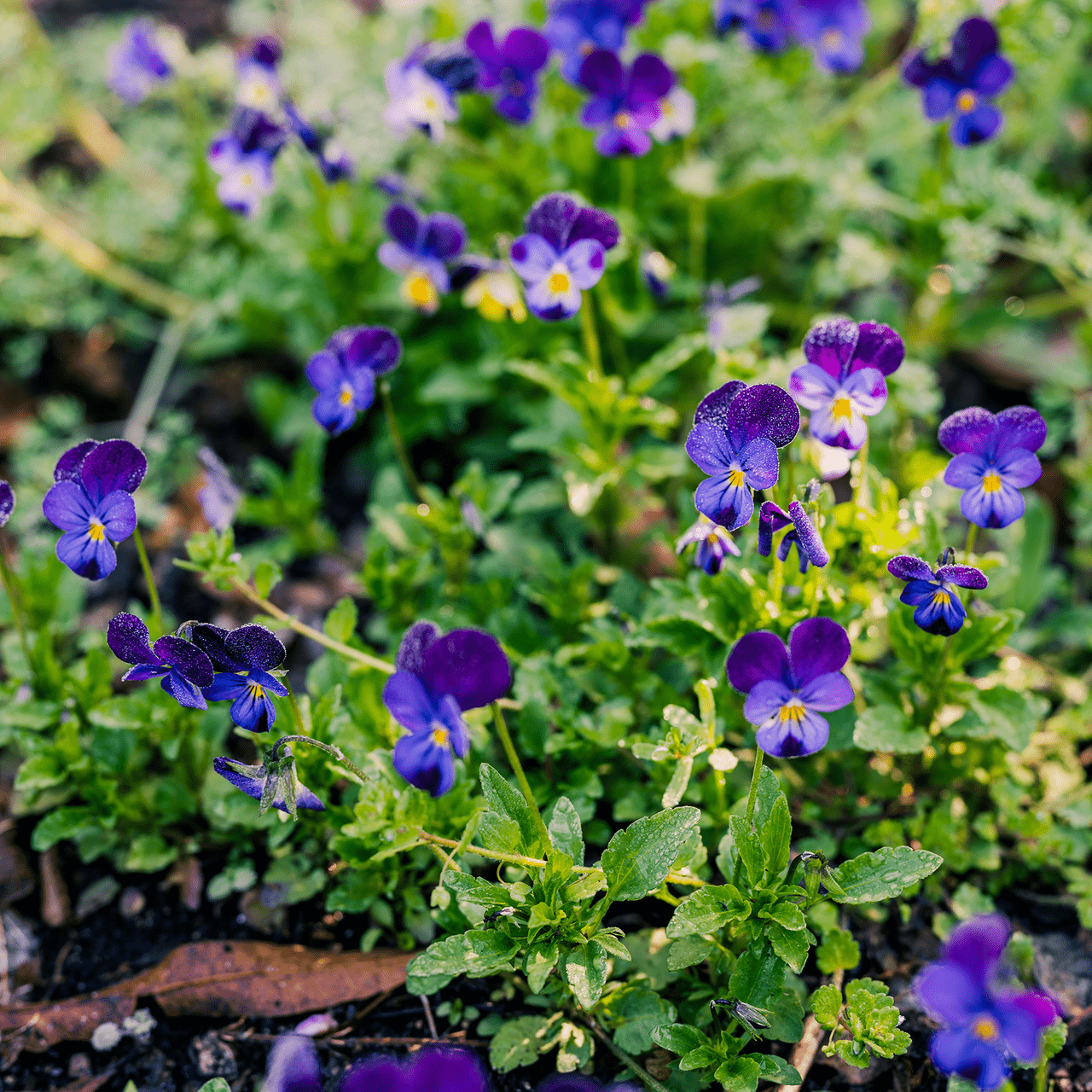 Johnny Jump Up Seeds (Viola tricolor) - Shop-orias