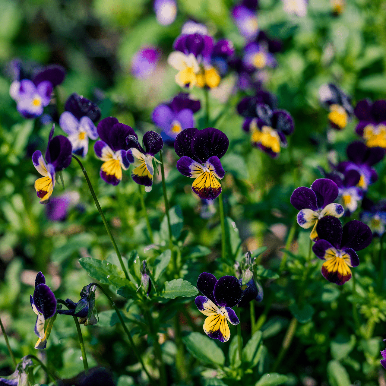 Johnny Jump Up Seeds (Viola tricolor) - Shop-orias