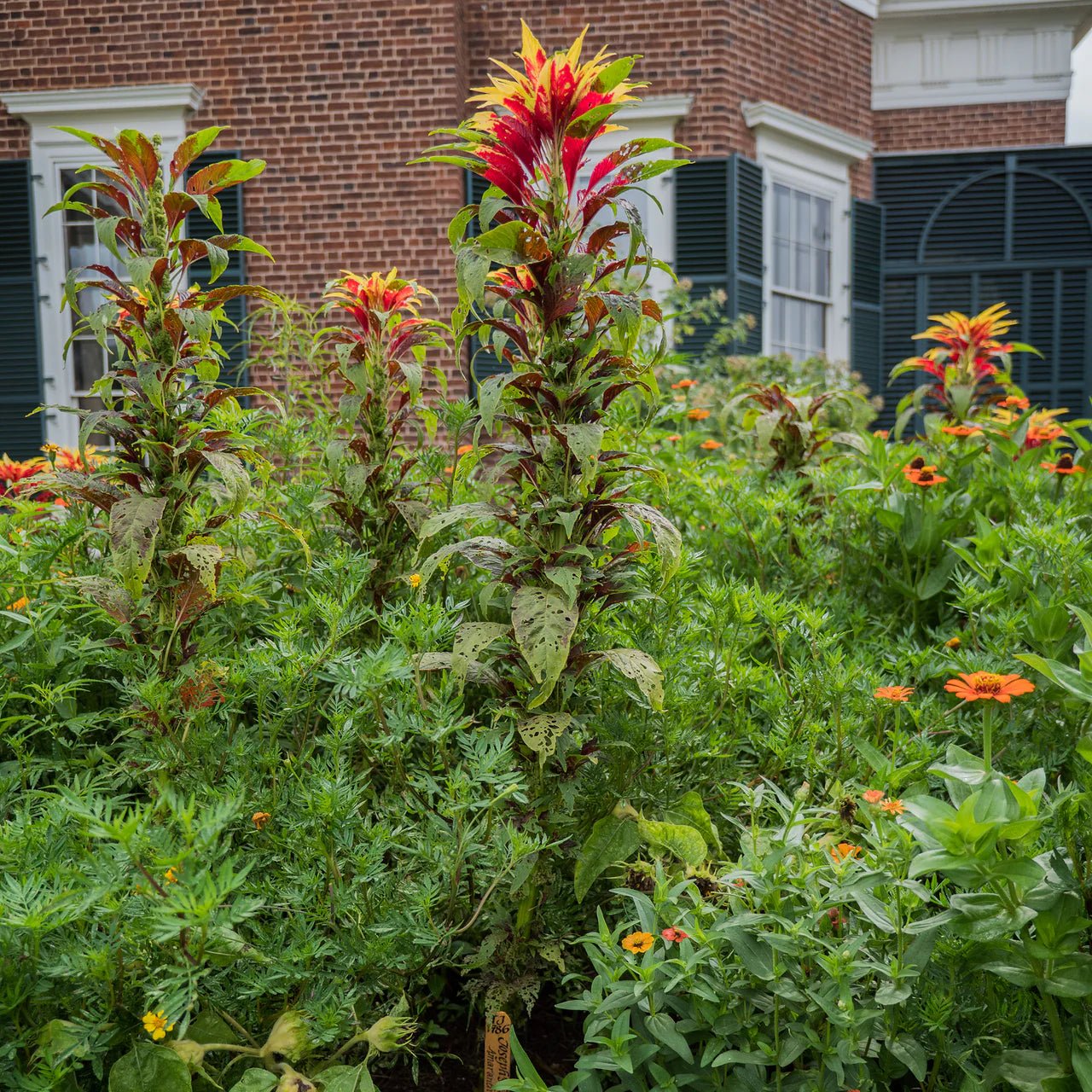 Joseph's Coat Seeds (Amaranthus tricolor) - Shop-orias