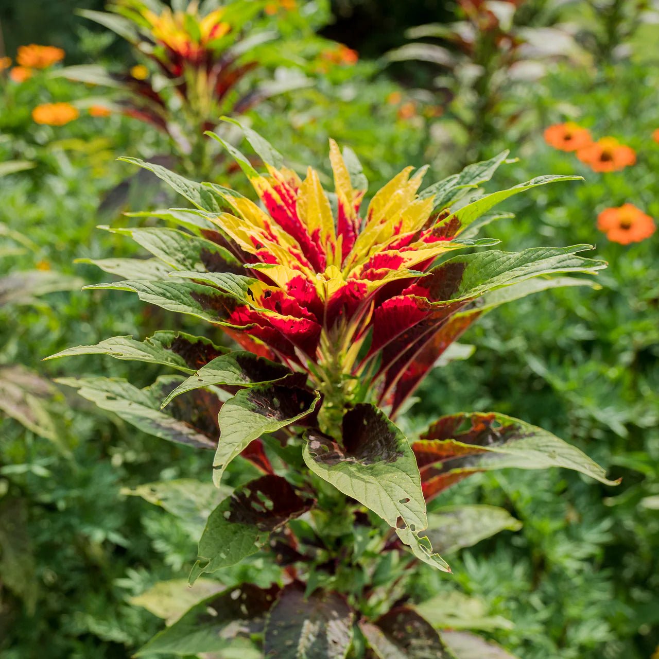 Joseph's Coat Seeds (Amaranthus tricolor) - Shop-orias