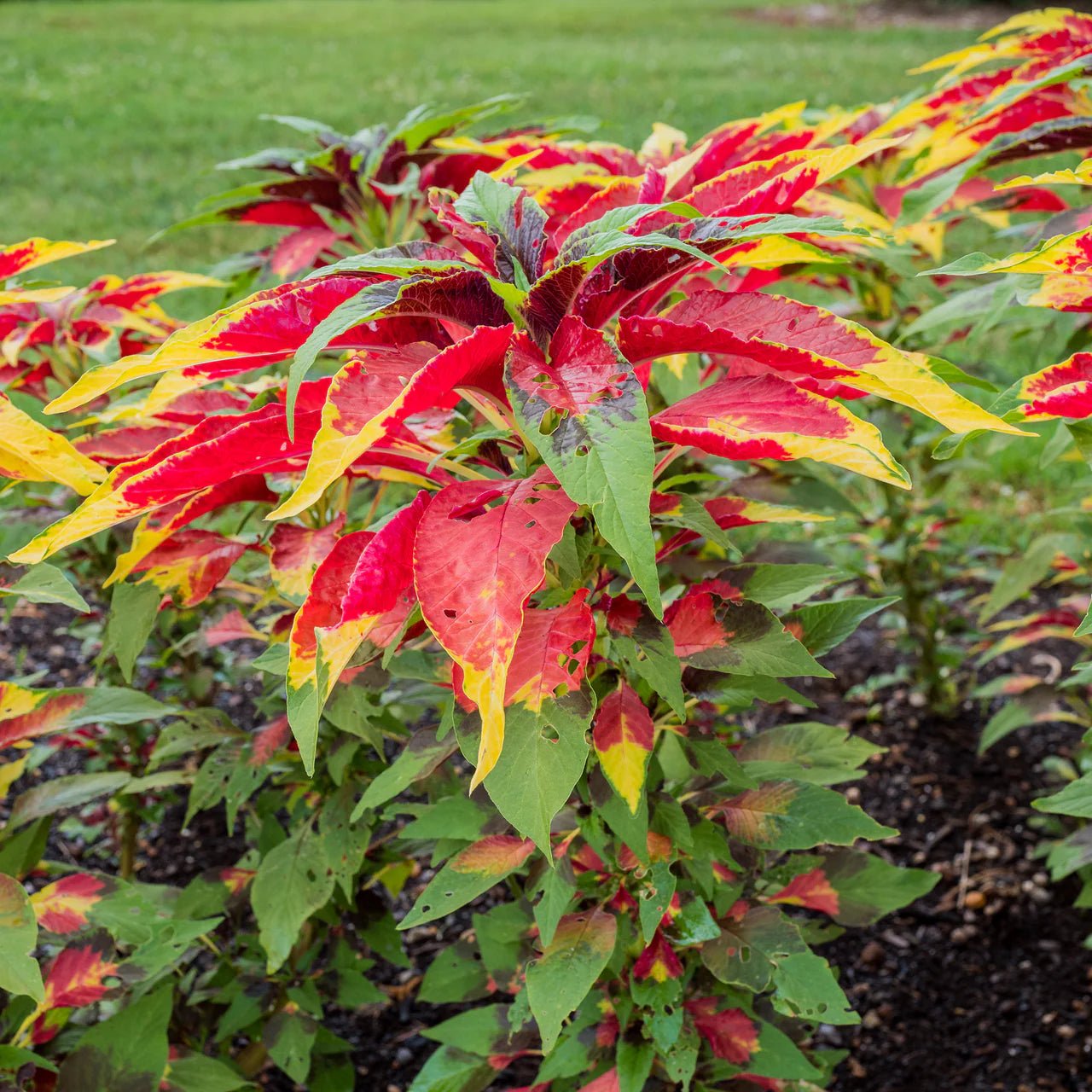 Joseph's Coat Seeds (Amaranthus tricolor) - Shop-orias