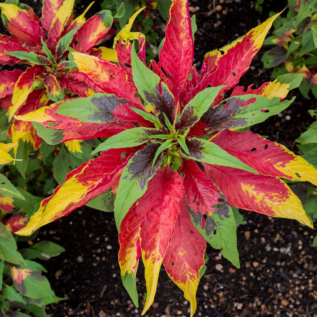 Joseph's Coat Seeds (Amaranthus tricolor) - Shop-orias
