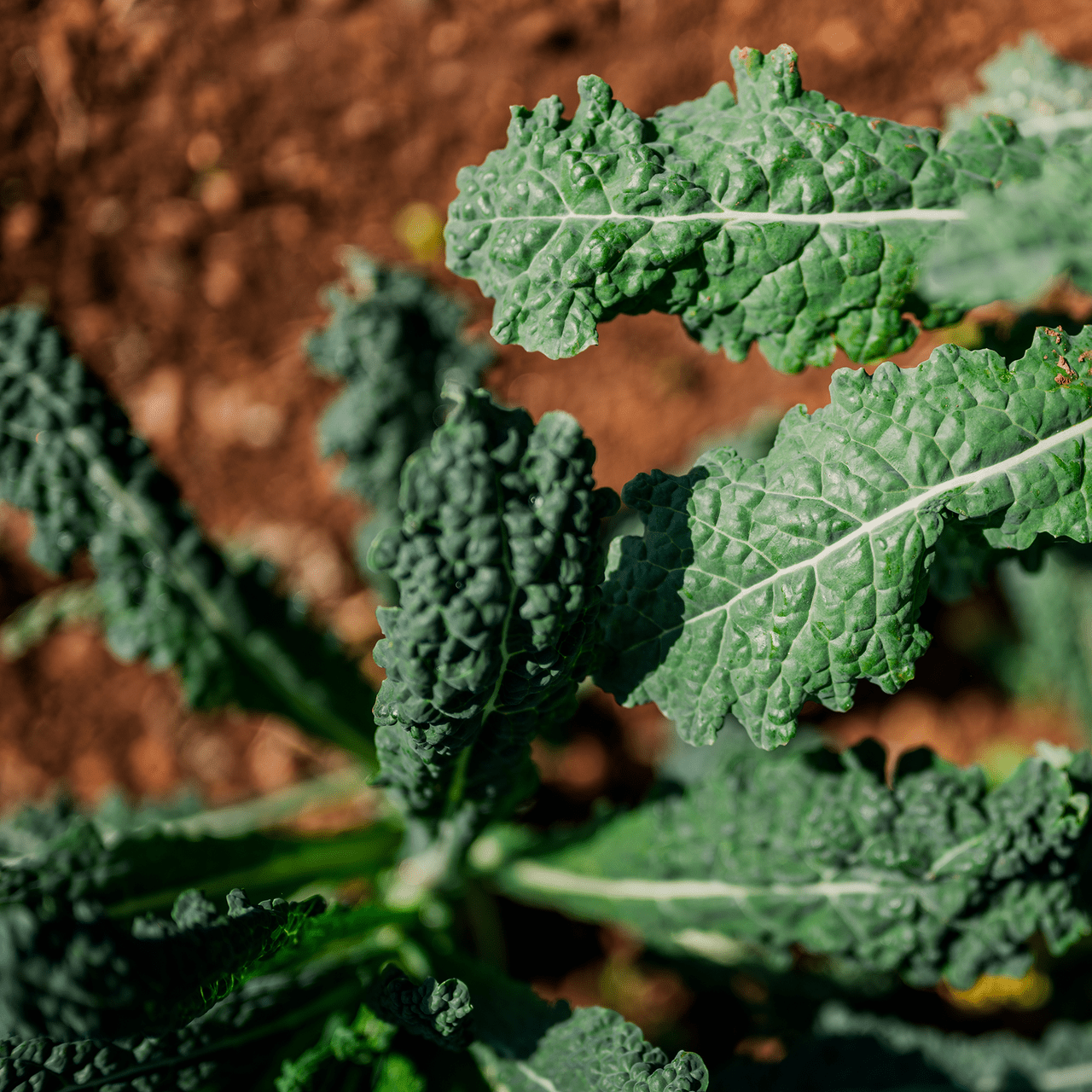 Lacinato Kale Seeds (Brassica oleracea var. acephala cv.) - Shop-orias