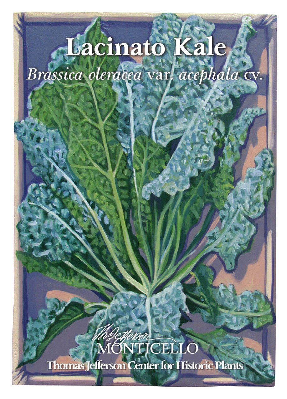 Lacinato Kale Seeds (Brassica oleracea var. acephala cv.) - Shop-orias
