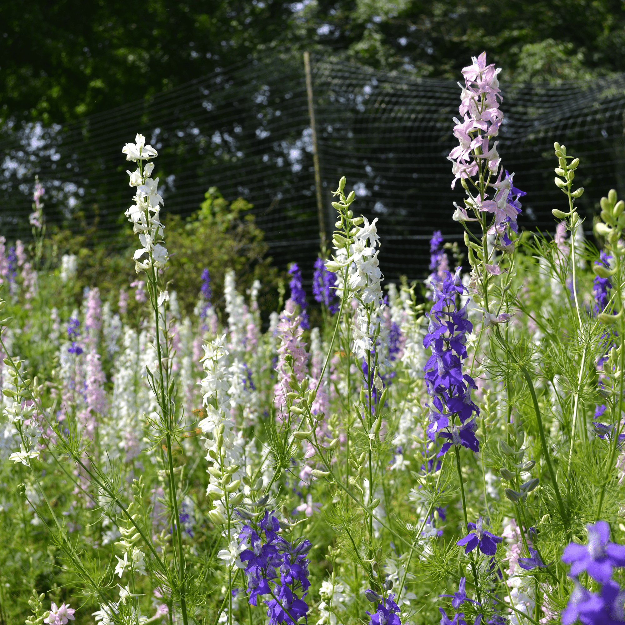 Larkspur Seeds (Consolida ajacis) - Shop-orias