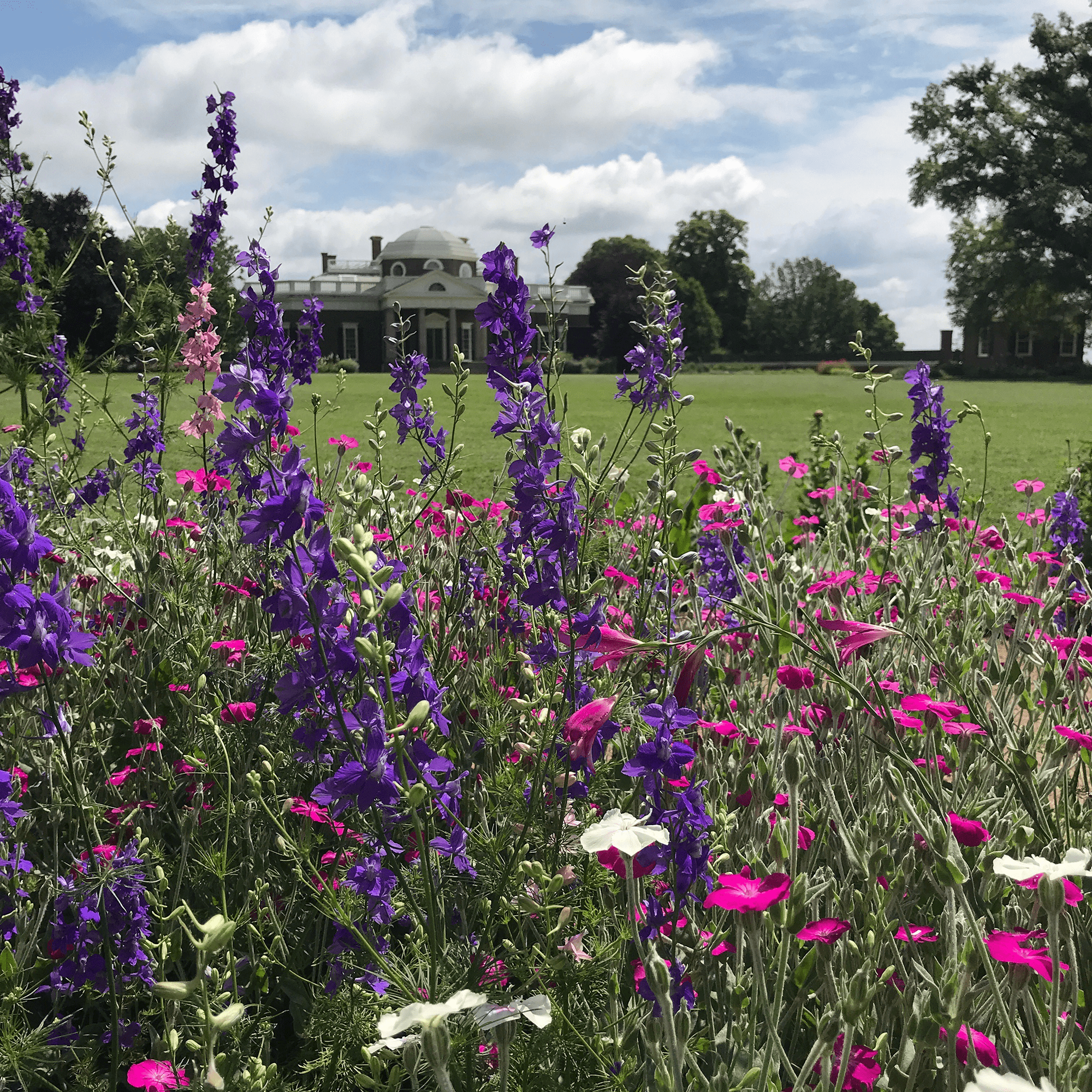 Larkspur Seeds (Consolida ajacis) - Shop-orias