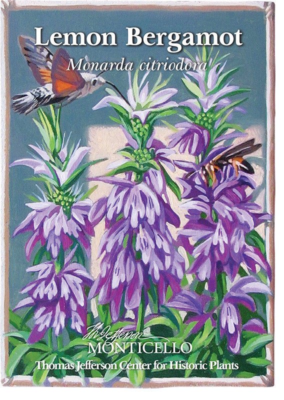 Lemon Bergamot Seeds (Monarda citriodora) - Shop-orias