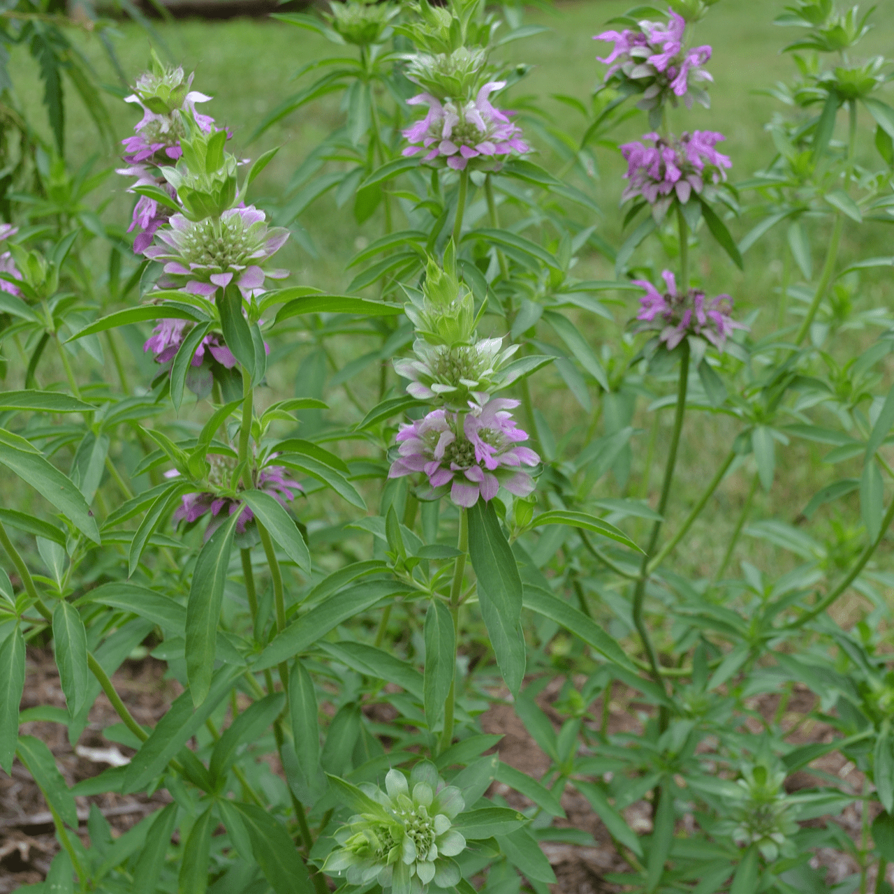Lemon Bergamot Seeds (Monarda citriodora) - Shop-orias