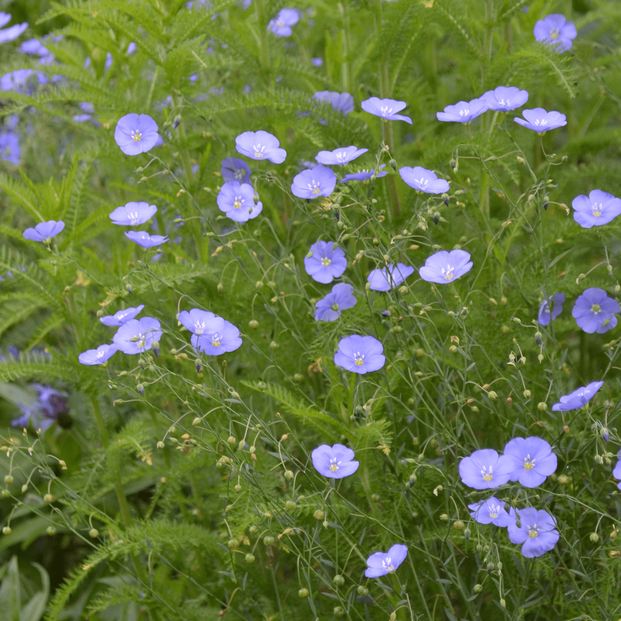Lewis' Prairie Flax Seeds (Linum perenne lewisii) - Shop-orias