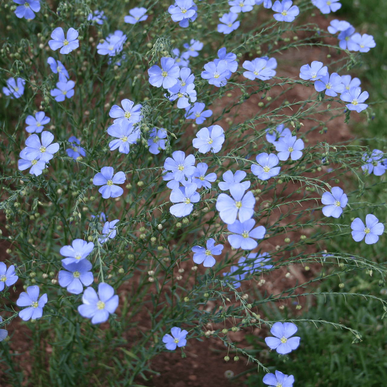 Lewis' Prairie Flax Seeds (Linum perenne lewisii) - Shop-orias