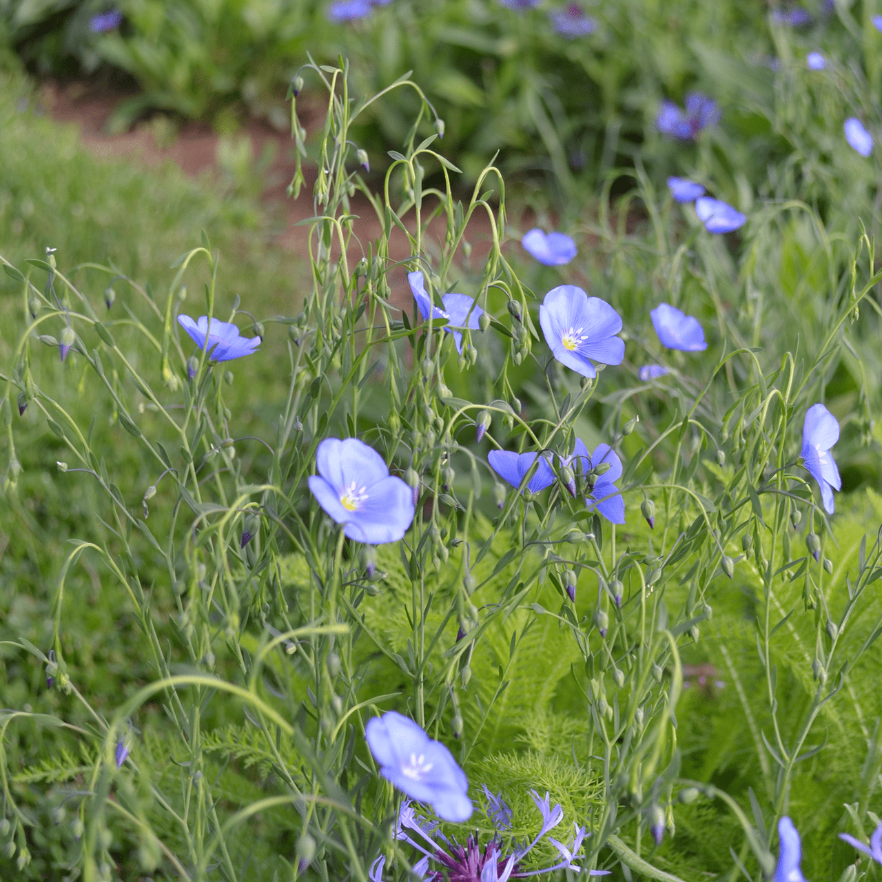 Lewis' Prairie Flax Seeds (Linum perenne lewisii) - Shop-orias